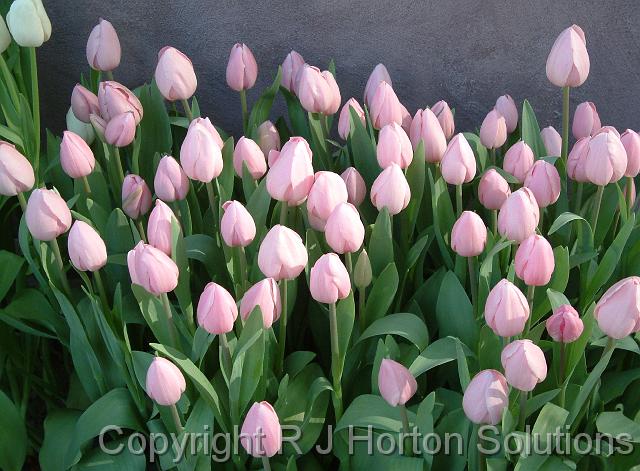 Tulip Mauve